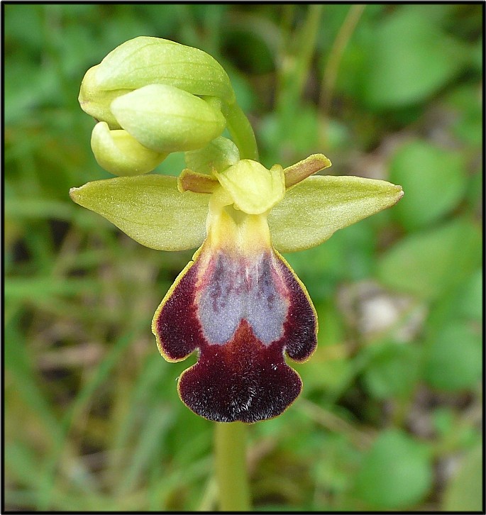 Ophrys sipontensis